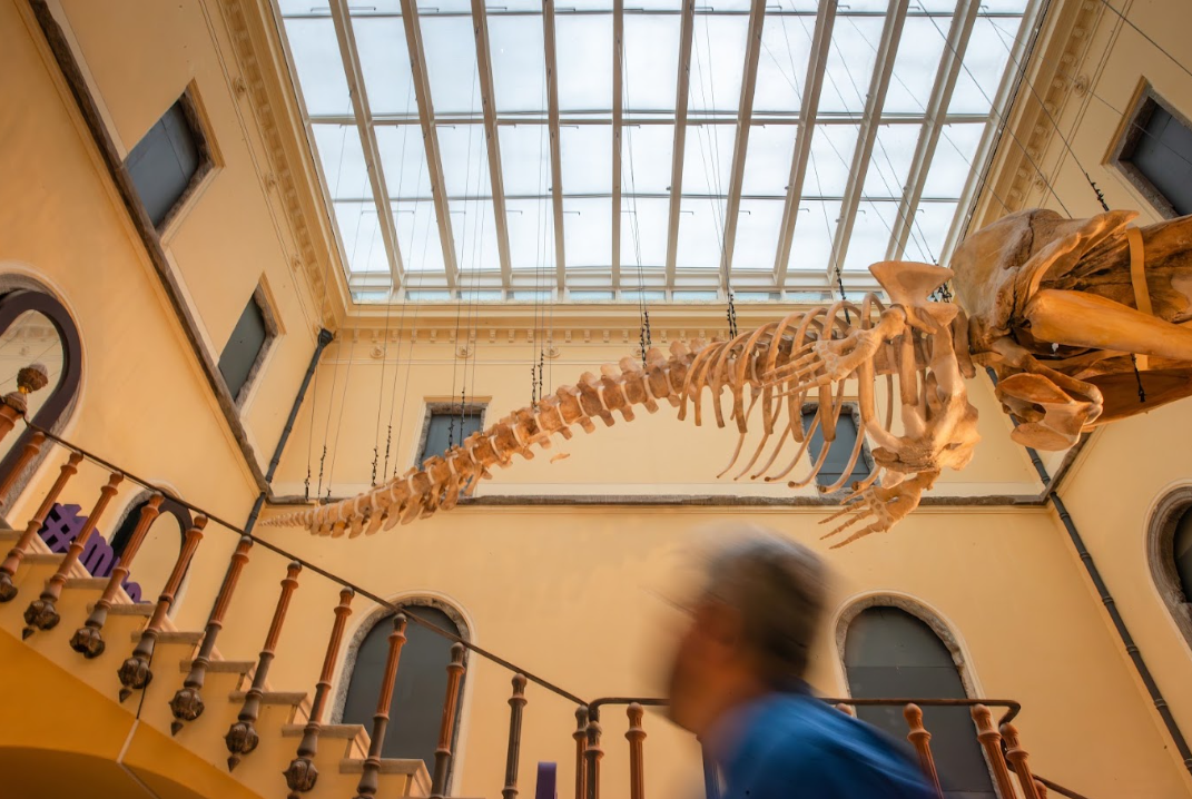 Museu Nacional de portas abertas para o público acompanhar de perto o restauro do Paço de São Cristóvão